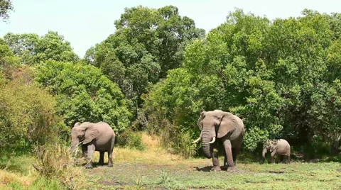 Elephants in Masai Mara Video stock 54345541