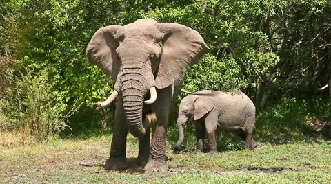 Elephants in Masai Mara Stock Footage 54345574