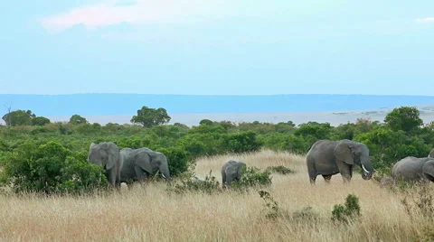 Elephants in Masai Mara Stock Footage 54353644