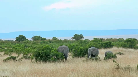 Elephants in Masai Mara Video stock 54353870