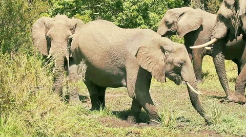 Elephants in Masai Mara Video stock 54369459