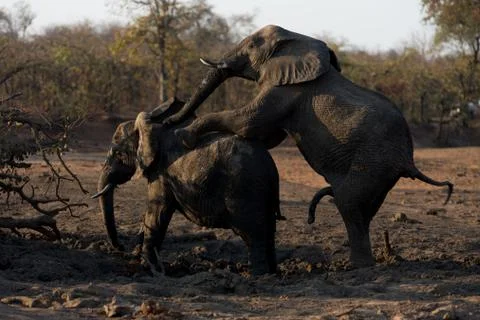 Elephants mating Stock Photos
