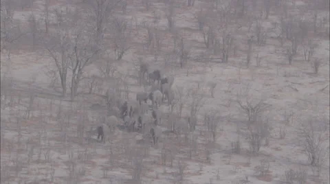 Elephants Migrating Savanna Stock Footage 38108732