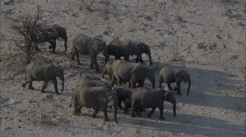 Elephants Migration Wildlife Stock Footage 44671876