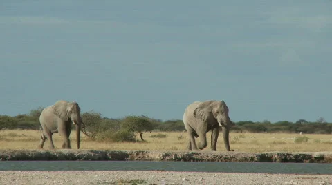 Elephants on the move 스톡 동영상 488096