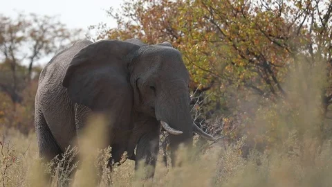 Elephants moving through grass feeding on bushes Etosha, Namibia Stock Footage 106336828