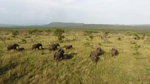 Elephants moving through lush green grass in Kwazulu Natal, South Africa. 스톡 동영상 206072573