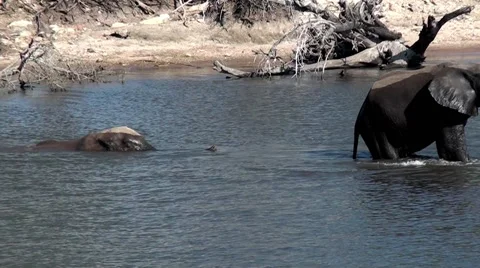 Elephants moving through river Video stock 56902400