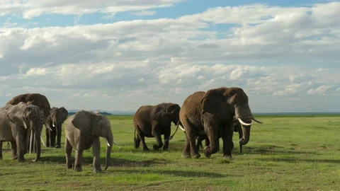 Elephants moving together Stock Footage 136123022