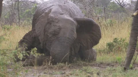 Elephants in mud and rain Stock Footage 12655872