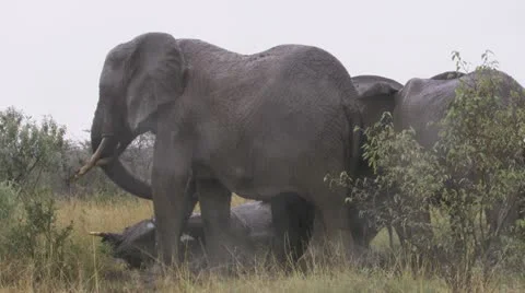 Elephants in mud and rain Video stock 12655880