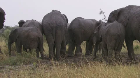 Elephants in mud and rain Stock Footage 12655885