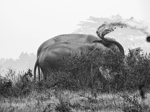 Elephants Mud Bathing in Jim Corbett Wildlife India Stock Photos