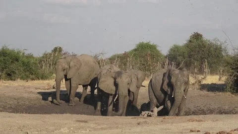 Elephants mud-bathing; trunk flings send mud geysers into the air — Savuti Stock Footage 319412317