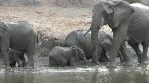 ELEPHANTS IN THE MUD Video stock 14830146