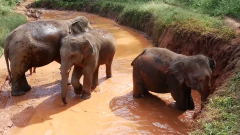 Elephants in mud hole Chiang Mai Thailand Stock Footage 74684047