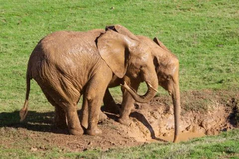 Elephants in the mud Stock Photos