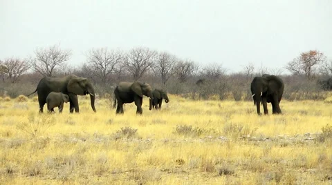 Elephants in namibia Stock Footage 55588233