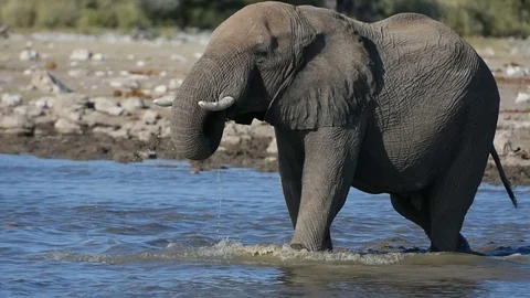 Elephants in Namibia Stock Footage 70256704