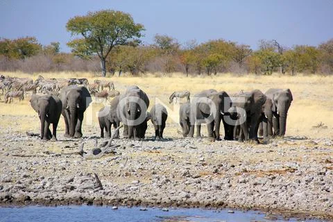 Elephants in Namibia at waterhole Stock Photos