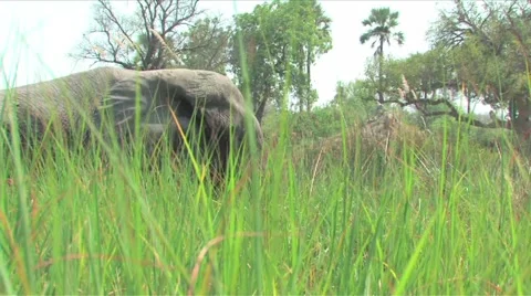 Elephants Okavango Delta, Botswana Stock Footage 907569