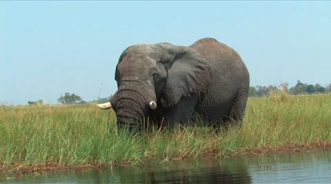 Elephants Okavango Delta, Botswana Stock Footage 907631