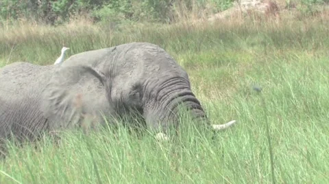 Elephants Okavango Delta, Botswana Stock Footage 951287