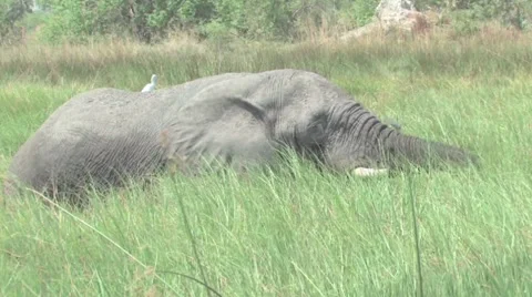 Elephants Okavango Delta, Botswana Stock Footage 951308