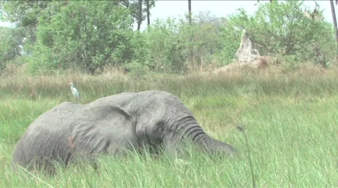 Elephants Okavango Delta, Botswana Stock Footage 951335