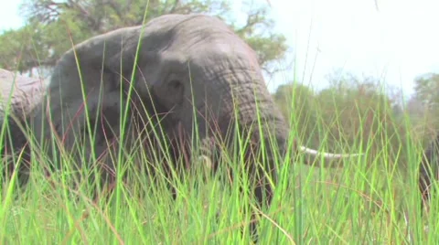 Elephants Okavango Delta, Botswana Stock Footage 951352