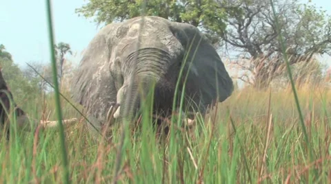 Elephants Okavango Delta, Botswana Stock Footage 951367
