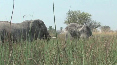 Elephants Okavango Delta, Botswana Stock Footage 951502