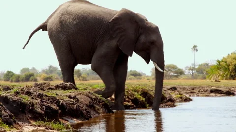 Elephants in the Okavango Delta explored during a sunny day in Africa Stock Footage 326018748
