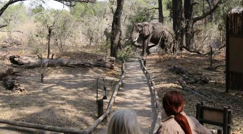 Elephants in the open -Botswana Foto stock