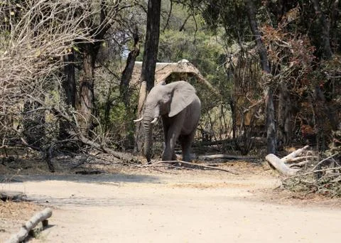 Elephants in the open -Botswana 스톡 사진