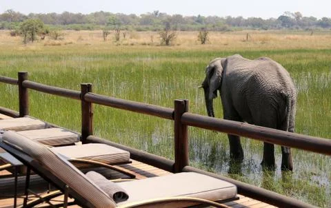 Elephants in the open -Botswana Stock Photos