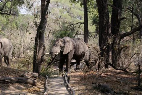 Elephants in the open -Botswana Stock Photos