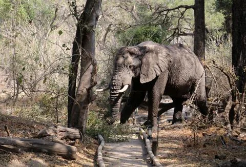 Elephants in the open -Botswana Foto stock