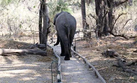 Elephants in the open -Botswana 스톡 사진