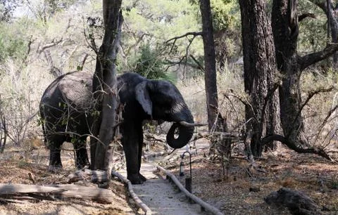 Elephants in the open -Botswana Foto stock