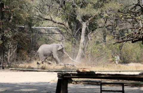Elephants in the open -Botswana Foto stock
