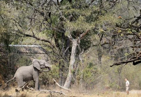 Elephants in the open -Botswana Foto stock
