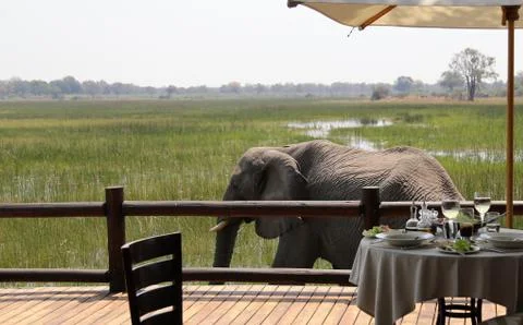 Elephants in the open -Botswana 스톡 사진