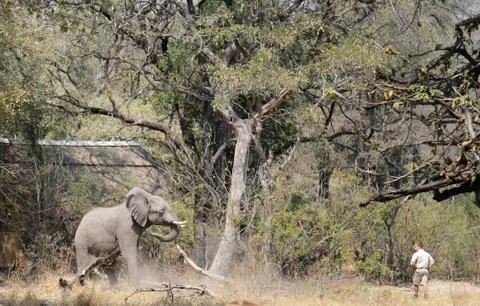 Elephants in the open -Botswana Stock Photos