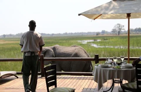 Elephants in the open -Botswana 写真素材