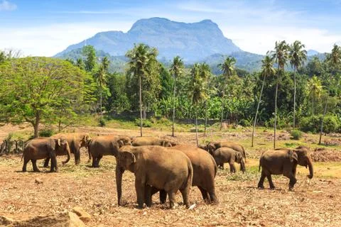 Elephants in park Stock Photos