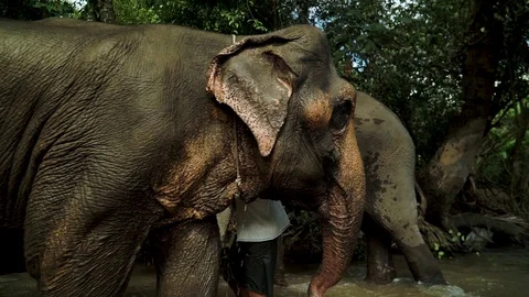 Elephants passing each other in the river Video stock 129826221