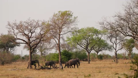 Elephants Passing By Large Trees During Daytime Stock Footage 236509515