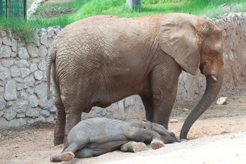 Elephants Stock Photos