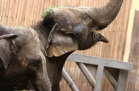 Elephants Foto stock